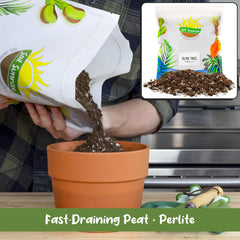 Repotting olive tree root ball using Soil Sunrise for better root growth