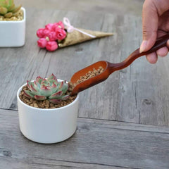 SONGZIMING hands using shovel and rake to repot a succulent demonstrating careful transplanting benefit