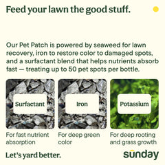 SUNDAY before and after lawn spot showing repaired green grass benefit