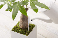 Sustee Aquameter next to ruler showing large size for 6–12 inch pots