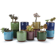T4U front view of twelve mini succulent pots showing uniform design benefit