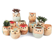 T4U front packaging showing twelve owl mini planters and gift-ready set