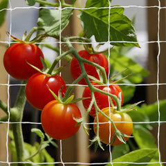 Tcamp front view of unrolled trellis netting showing full width and length support
