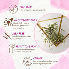 The Grow Co on a mounted tillandsia display illustrating healthier leaf color
