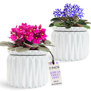 Thriving Thicket front view of two ceramic pots shows elegant décor and steady watering