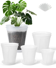 TineDew clear pot front view showing sizes and neat appearance for easy plant care