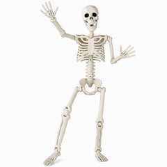 Toolterritary front view full body skeleton showing lifelike detail and easy placement