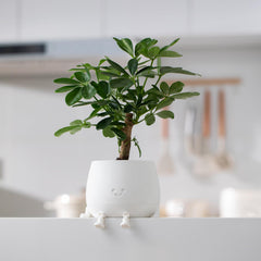 TOPOLA planter planted with succulent illustrating space-saving styling benefit