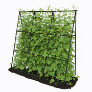 Trellume front view of black A-frame trellis showing stable structure and clean lines