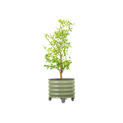 Vego Garden front view planter showing olive green finish and sturdy frame benefit mobility