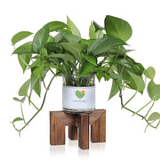 Vigordream front view of wooden plant stand showing clean lines and stability