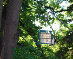 Wildlife Sciences suet cake placed in feeder with woodpecker feeding comfortably
