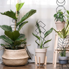 Xeeol trellis in pot with pothos demonstrating vertical growth benefit