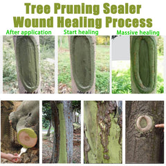 XIRUJNFD graft union sealed on young tree showing stability benefit