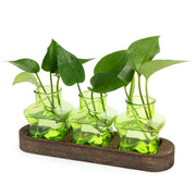 XXXFLOWER three green star jars front view showcasing tidy display and bright decor