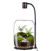 Xyingshine front view glass terrarium showcasing clean modern decor and plant visibility