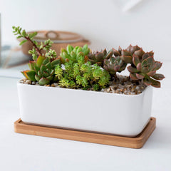 yarlung tray with cactus on wood table catching drainage, protecting surface