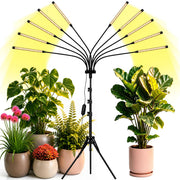 Yehsence front view full setup showing wide coverage and organized lighting