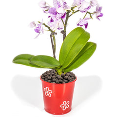 YISZM pebbles as drainage layer under orchid enhancing drainage