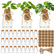 Ysglory front packaging showing 30-piece propagation kit for easy use