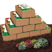 ZeeDix front packaging showing 10-pack and product details, clear storage benefit