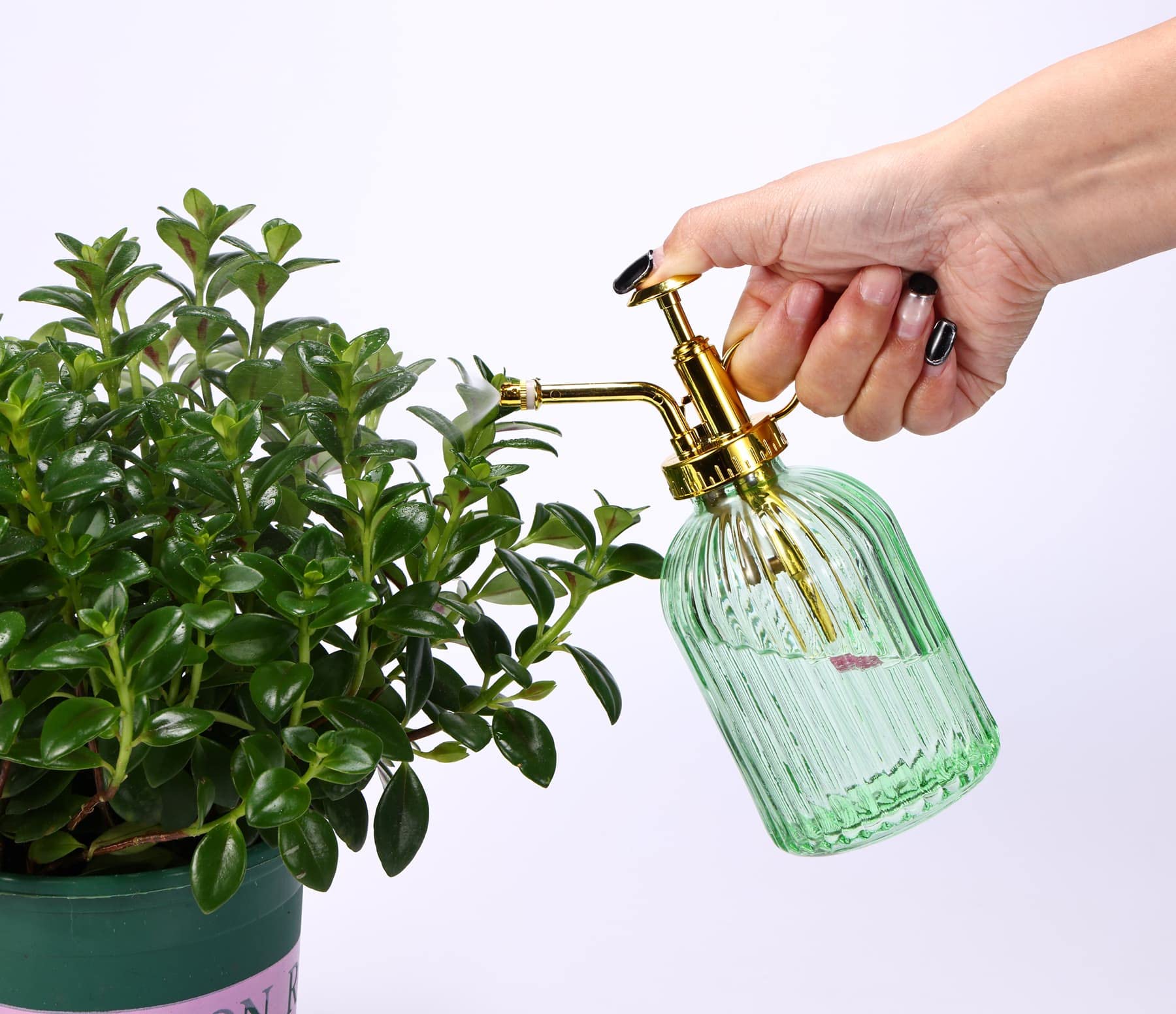 Aebor misting an indoor fern demonstrating gentle, even hydration benefit