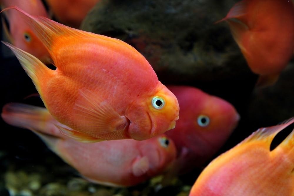 Aquatic Foods Inc. pellets being fed in aquarium showing brighter color potential