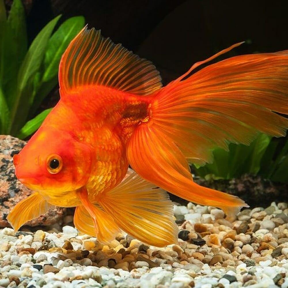 Aquatic Foods Inc. lifestyle shot in tropical aquarium showing vivid fish