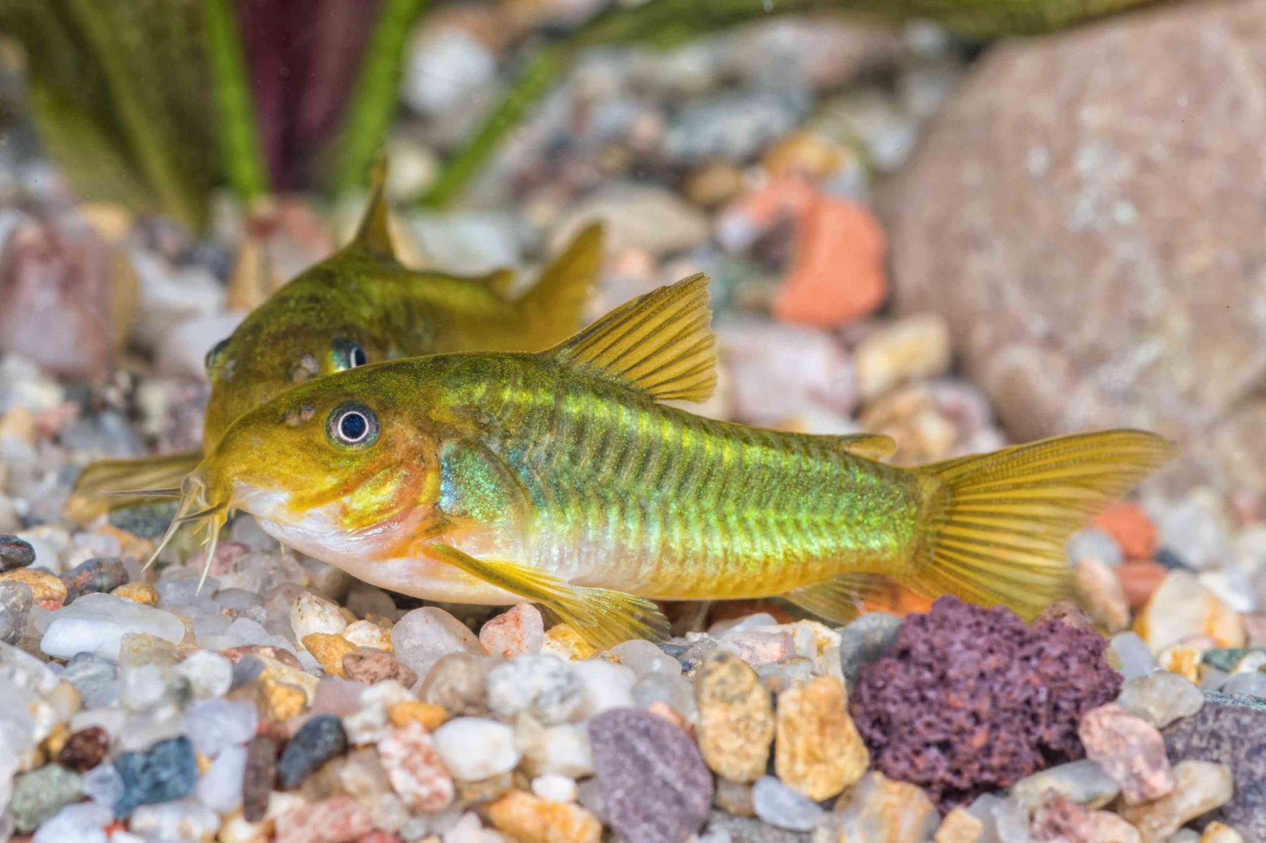 Aquatic Foods Inc. sinking pellets settling for bottom-feeding fish