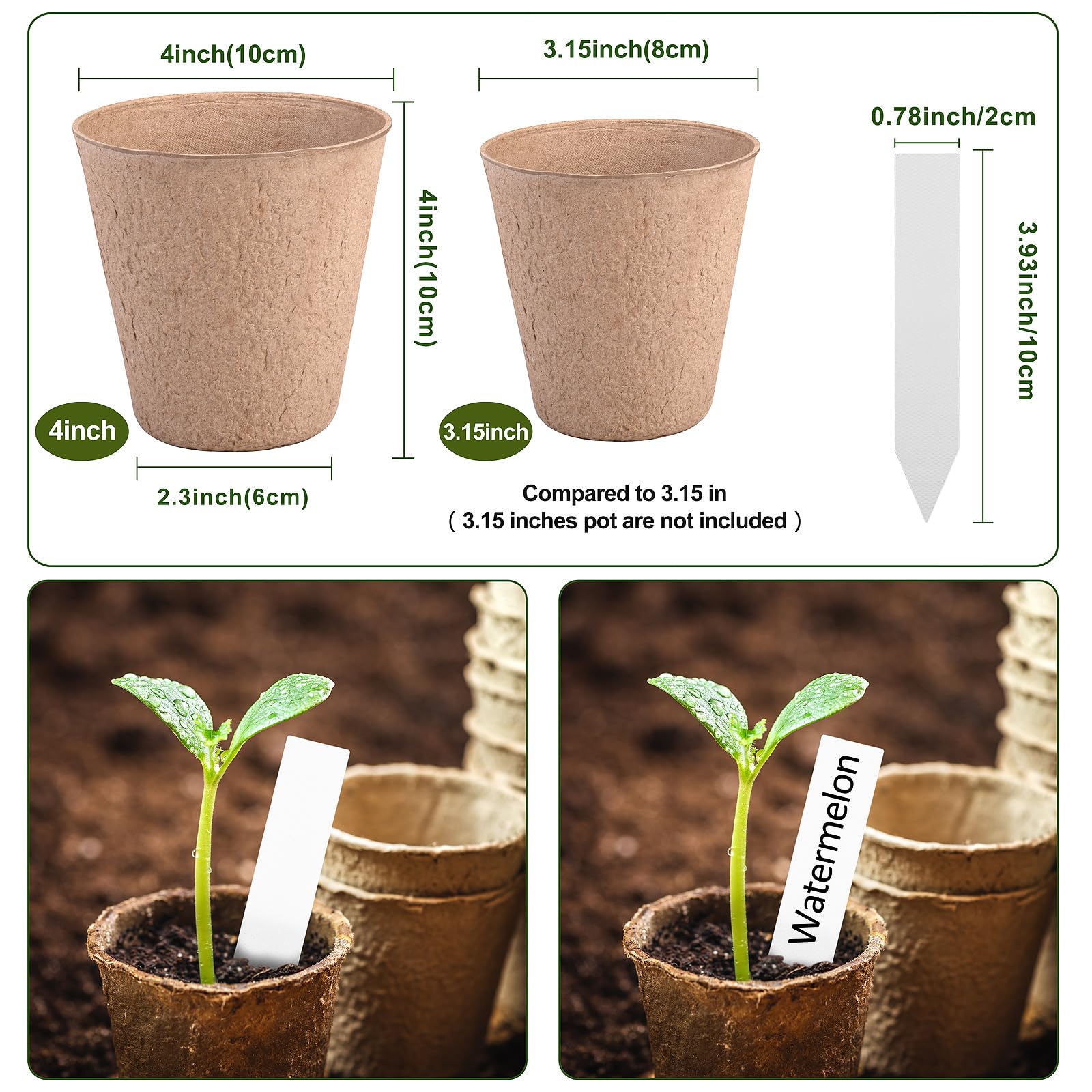 ARGCONNER seedling growing in a 4-inch pot showing healthy root support