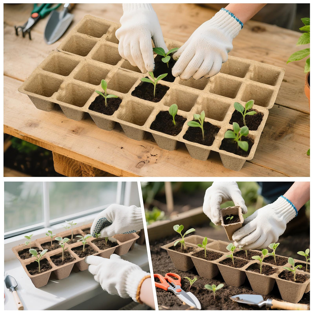 ARGCONNER seedling growing in peat pot demonstrating easy transplanting benefit