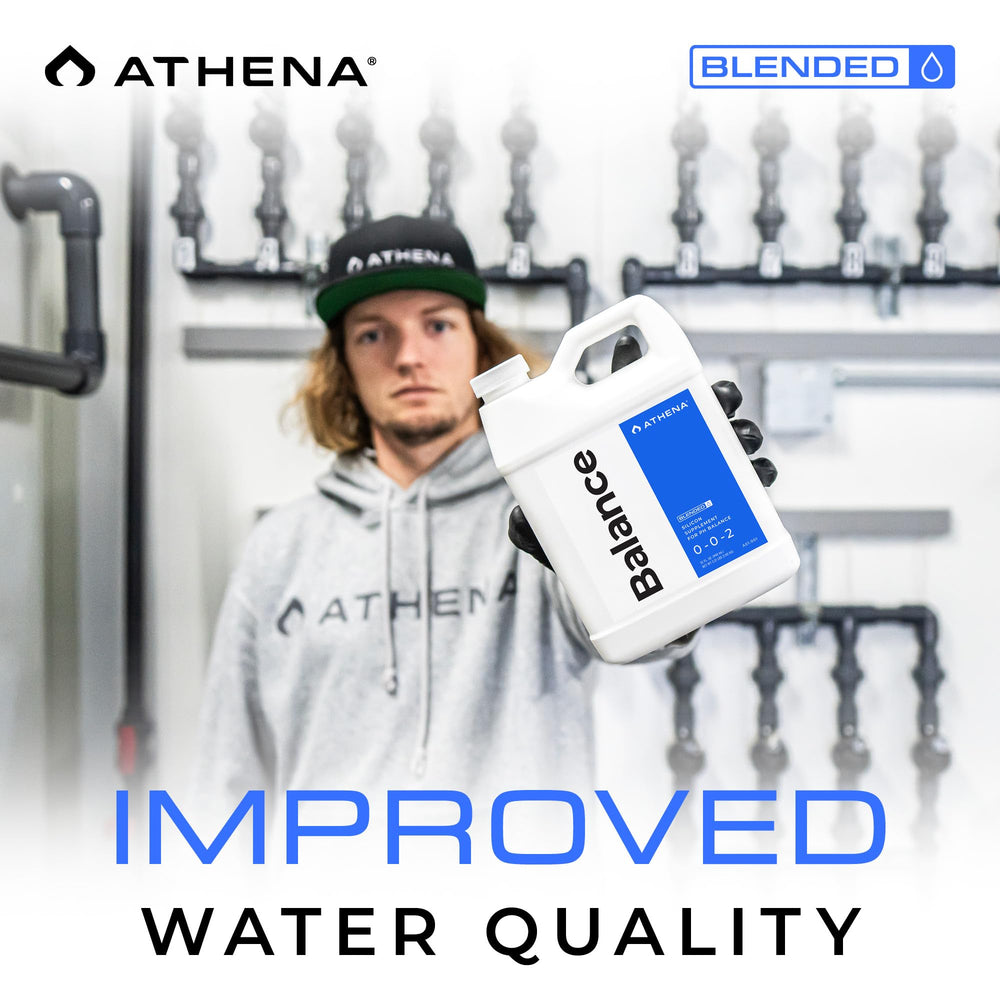 Athena Balance in a grow room showing healthier, consistent feeding routines