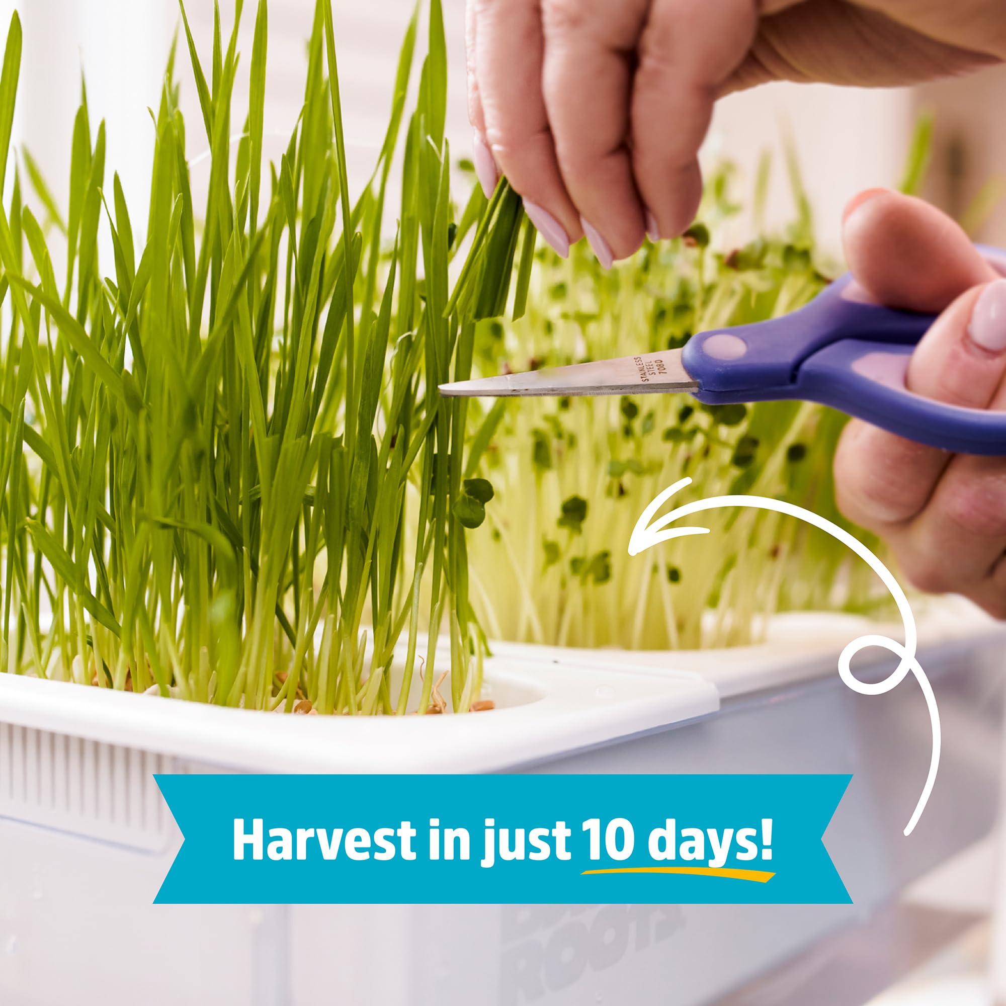 Back to the Roots microgreens harvest on tray demonstrating quick edible greens advantage