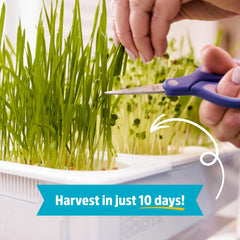 Back to the Roots microgreens harvest on tray demonstrating quick edible greens advantage