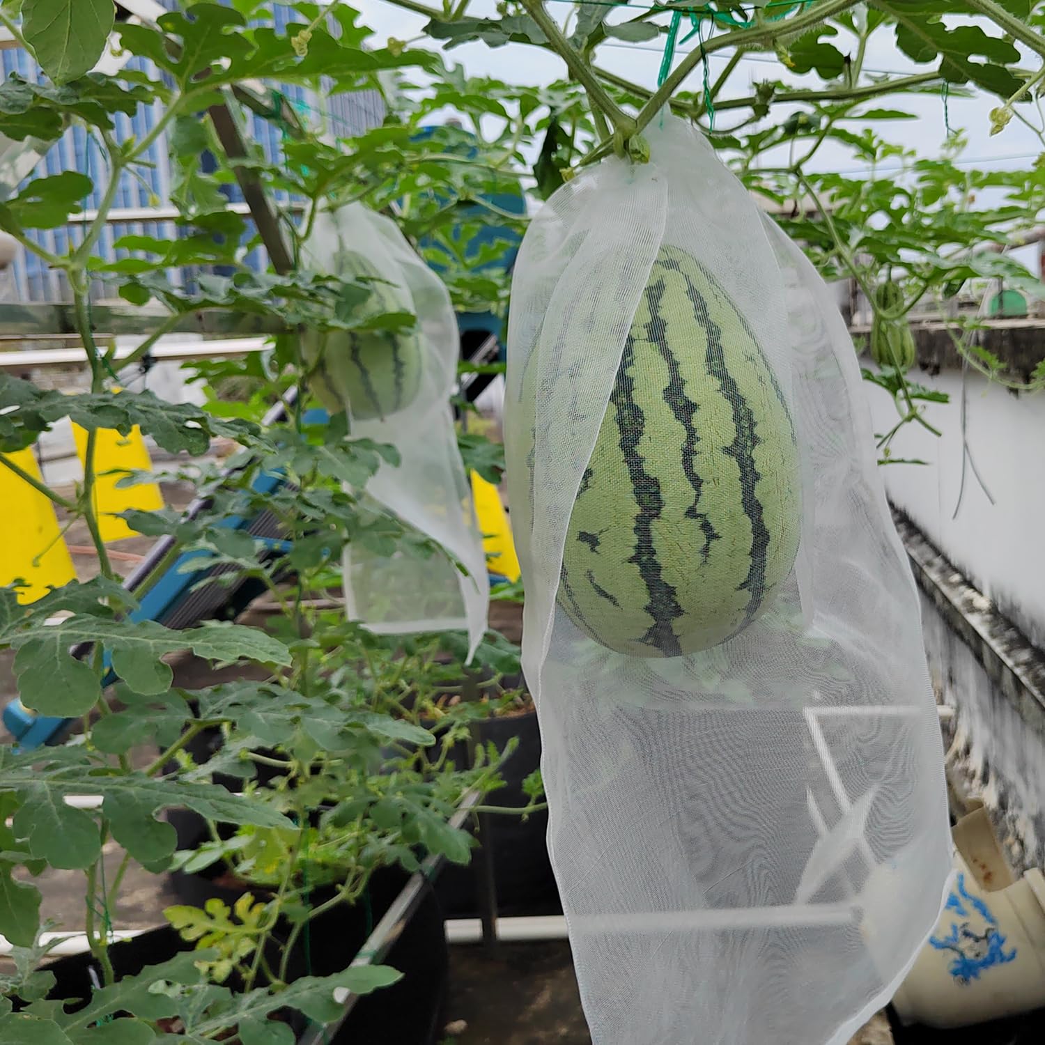 Belit bag hanging from fruit tree branch preventing insect entry benefit