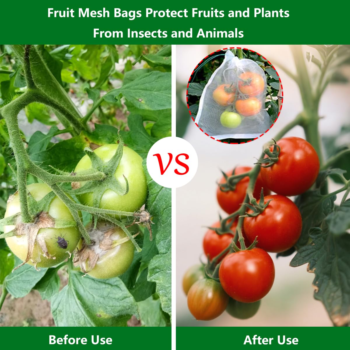 Belit bag covering ripe tomato cluster protecting fruit from birds benefit
