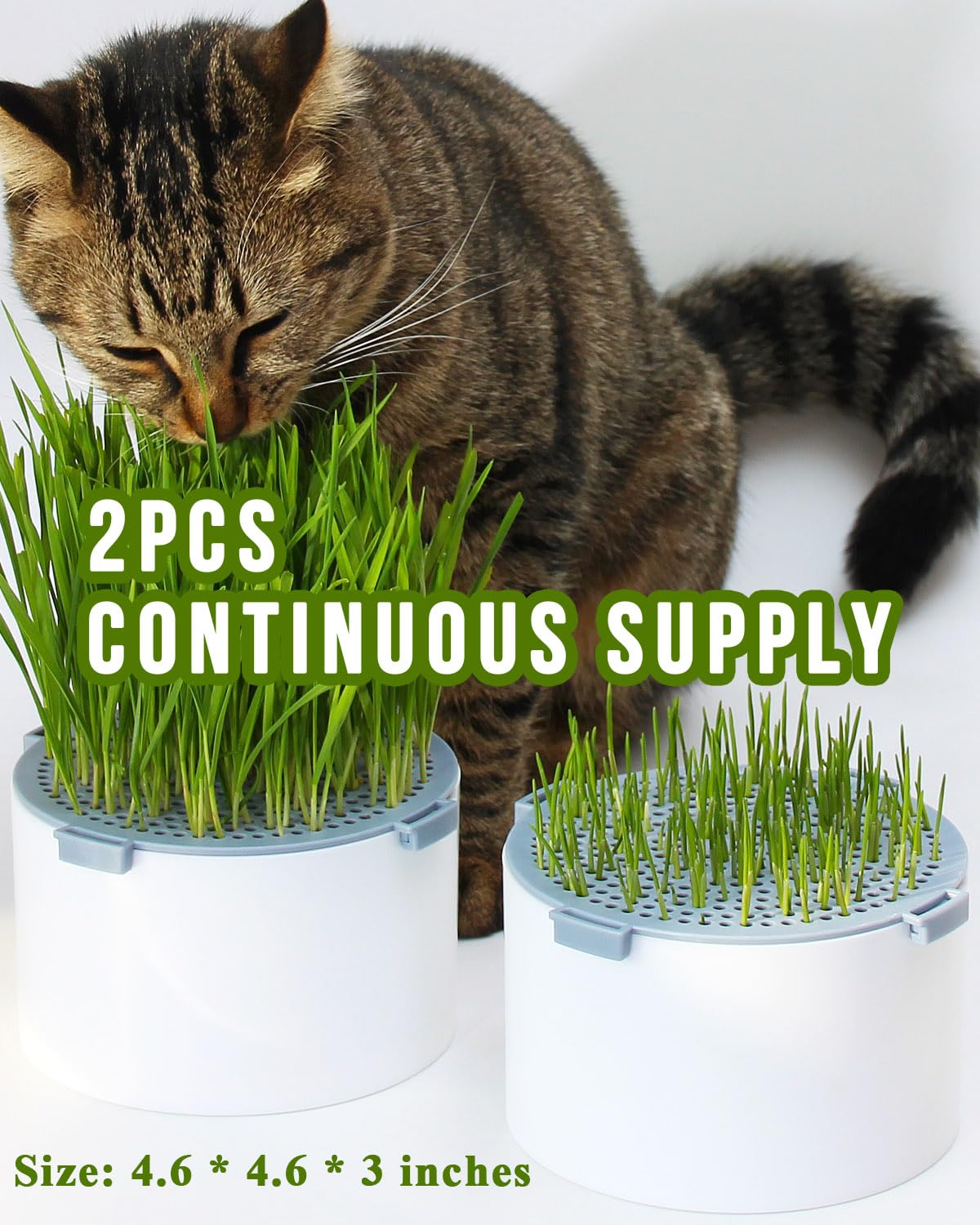 BENPIN planter on a kitchen windowsill providing fresh grass at home