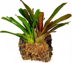 besgrow hydrated moss in bowl expanded to show 8L volume benefit