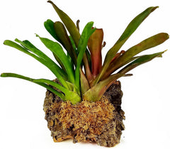 besgrow moss used around an orchid rootball for steady moisture