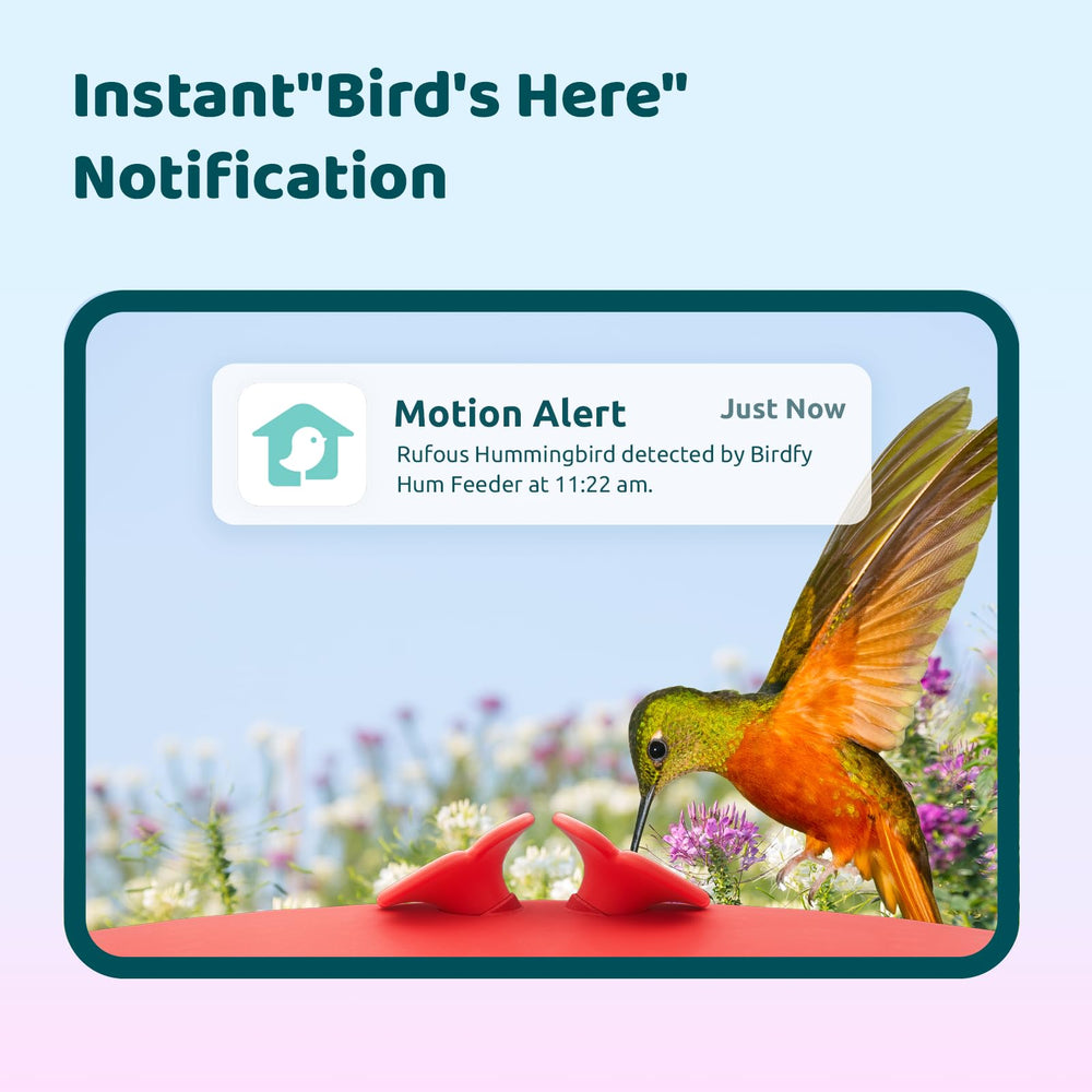 Birdfy camera close-up capturing crisp hummingbird details