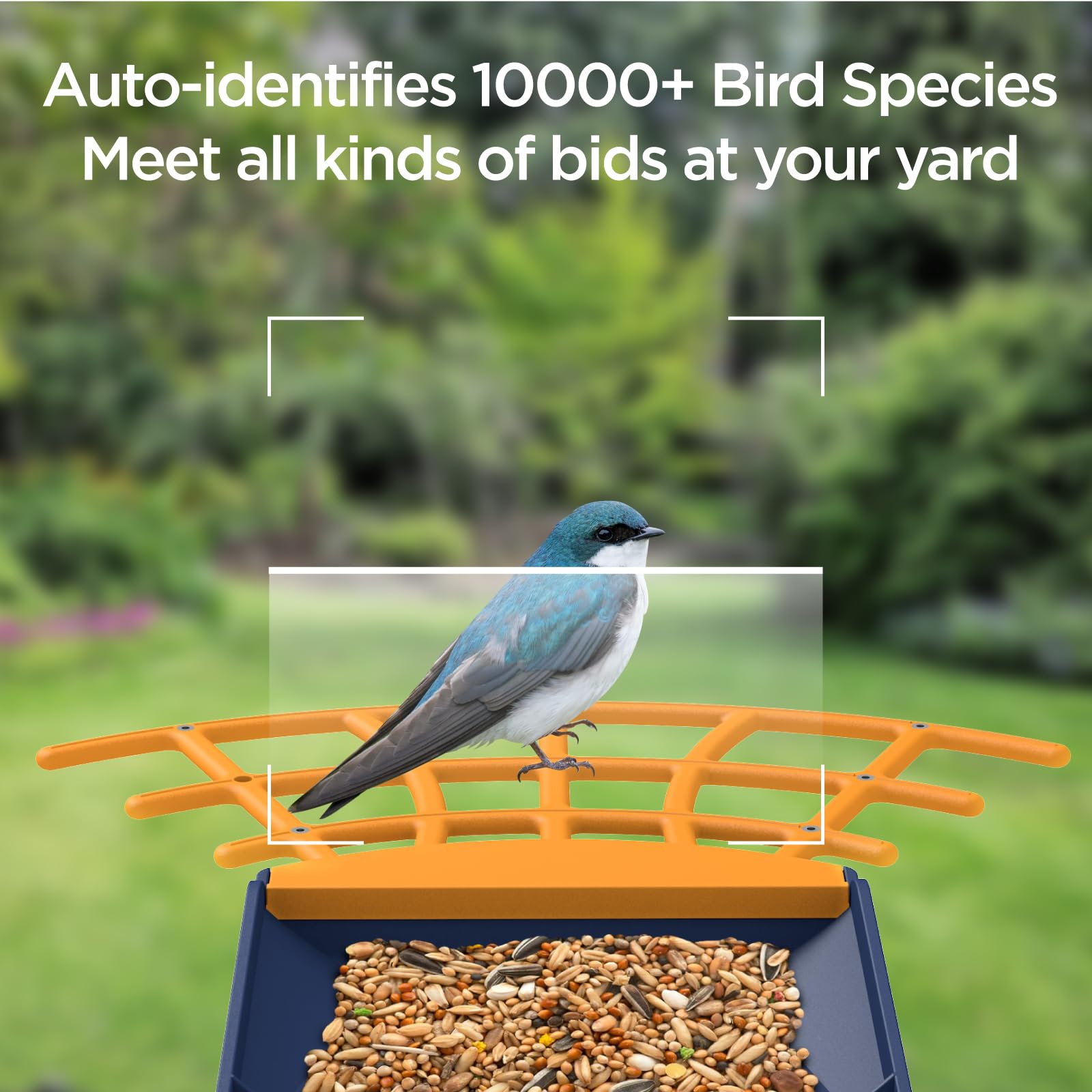 Birdkiss seed hopper open showing 1.25L capacity, reducing refill frequency