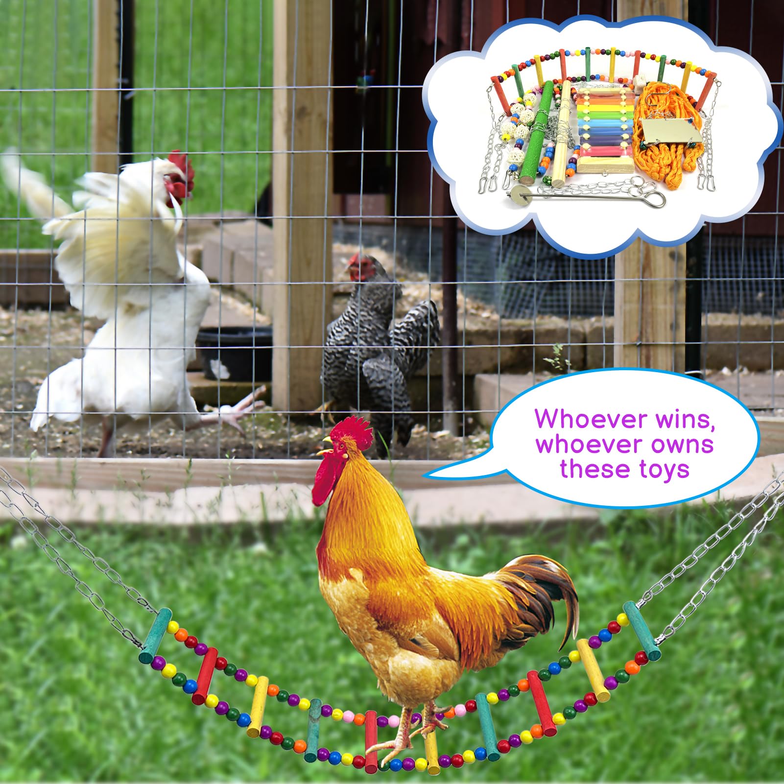 BKDMZZMY lifestyle shot with chickens using toys for enrichment