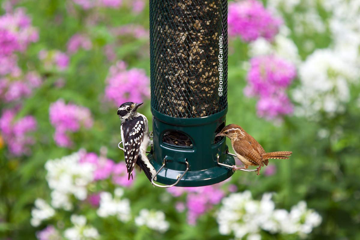 Brome Legacy shroud closed by squirrel weight, deters seed stealing