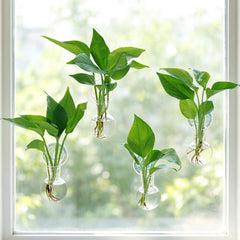 Bunmery front view of four hanging propagation bulbs showing neat window display and clear view