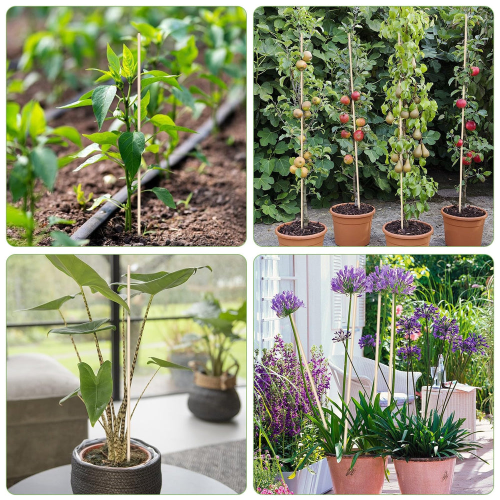 CJFocus stakes used on a balcony garden showing tidy, efficient plant training