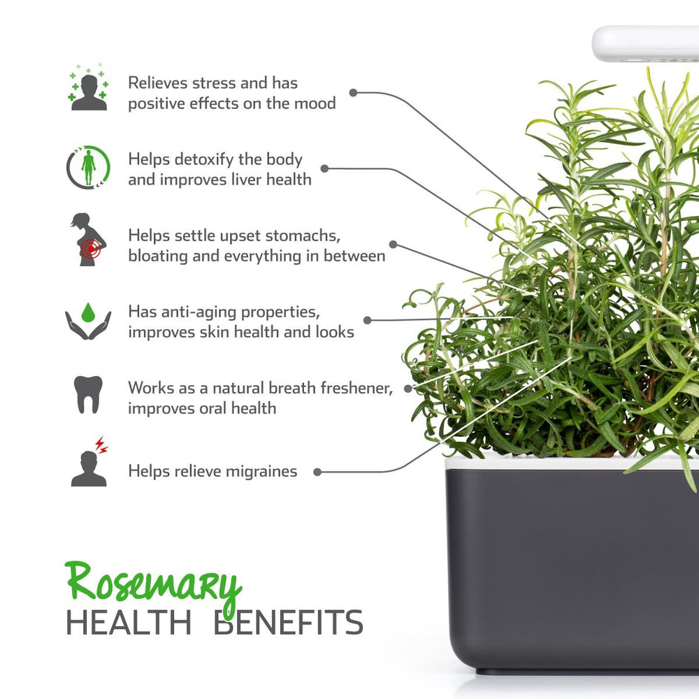 Click and Grow rosemary harvested sprigs ready to use showing fresh flavor