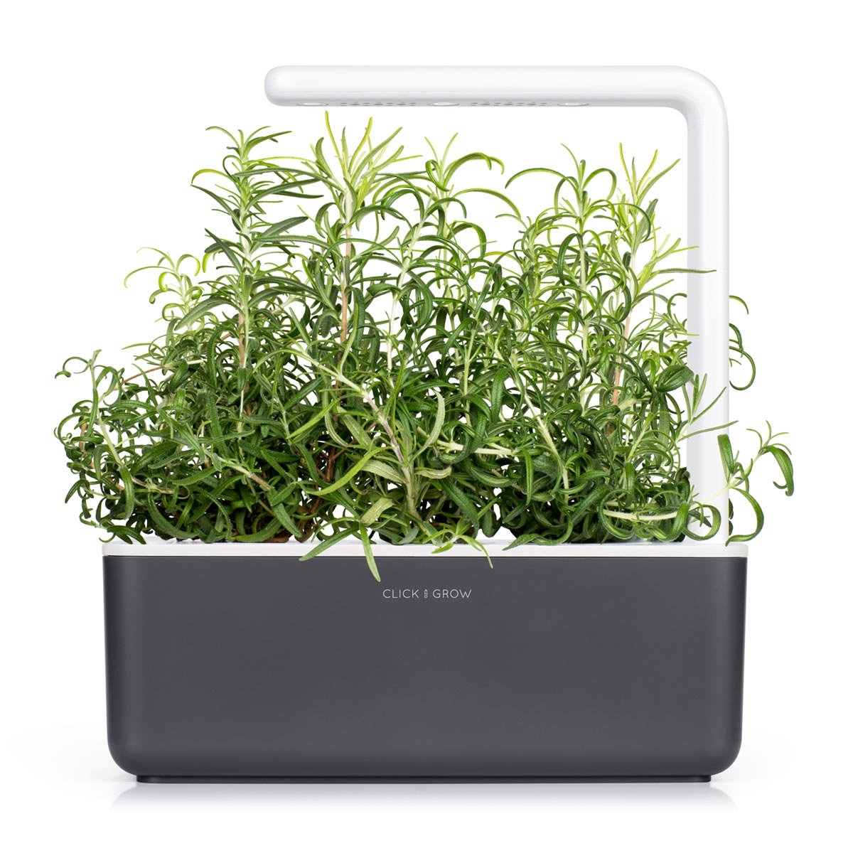 Click and Grow rosemary planted in Smart Garden demonstrating easy growth