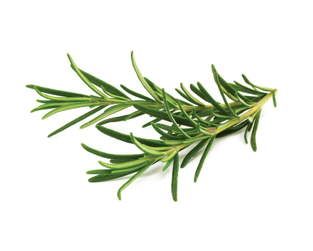 Click and Grow rosemary pod close-up revealing seed cartridge and texture benefits
