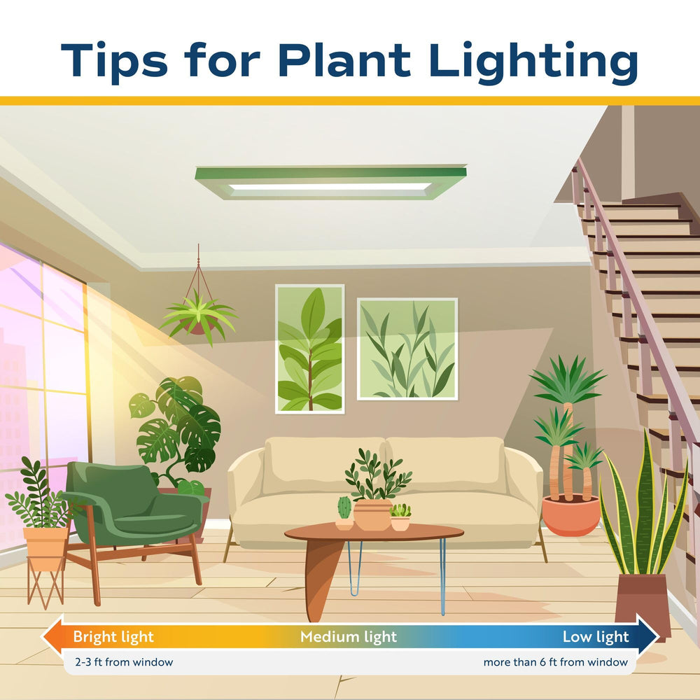 Costa Farms fern displayed in living room to add calming decor benefit