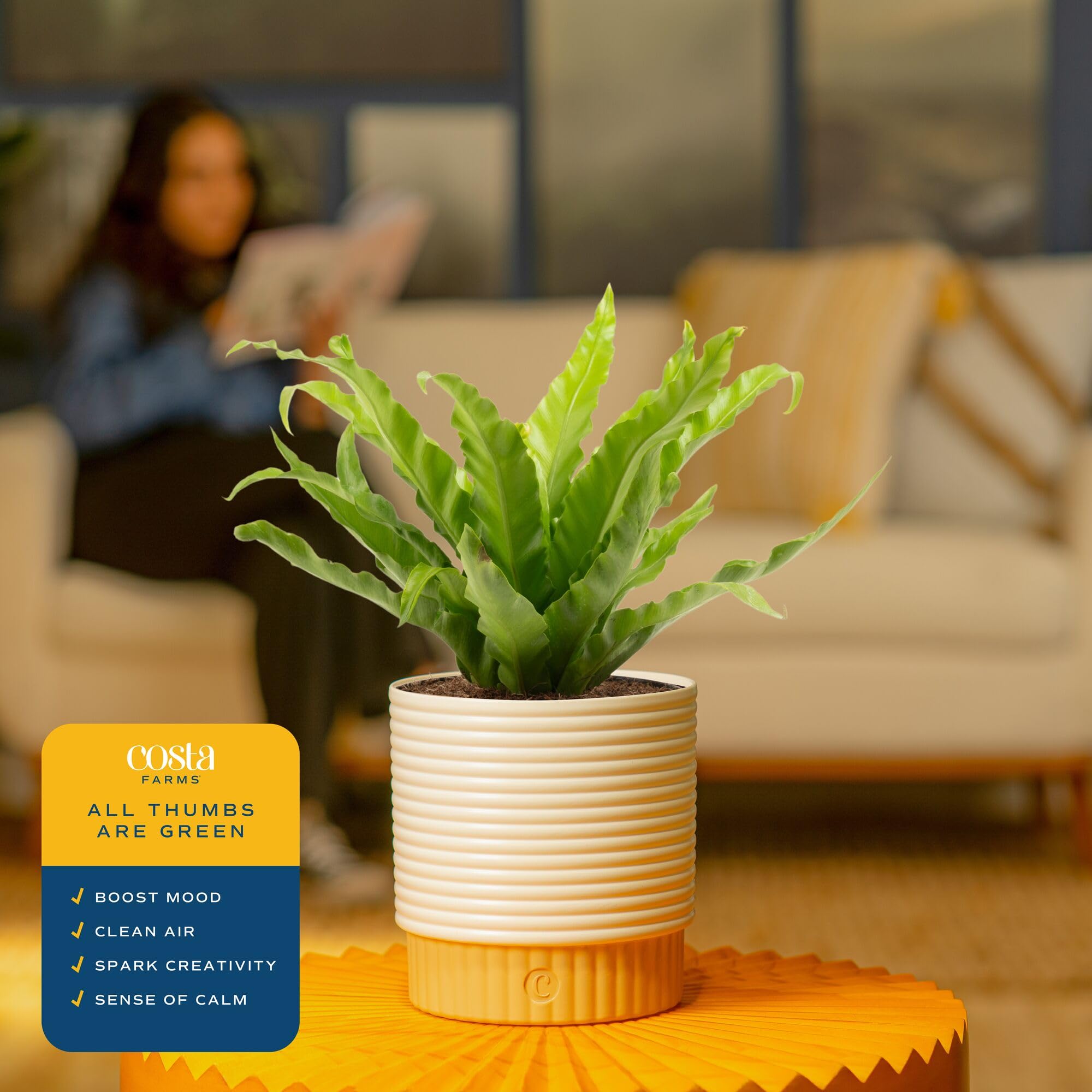 Costa Farms fern beside book showing scale and compact tabletop benefit